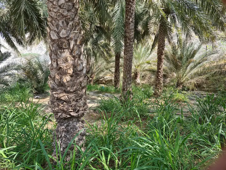Wadi Asimah — Dibba (Oman)