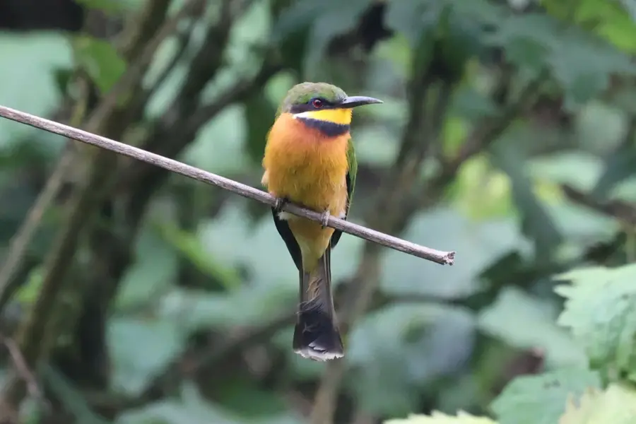 Pădurea Wambe — Moyo (Uganda)