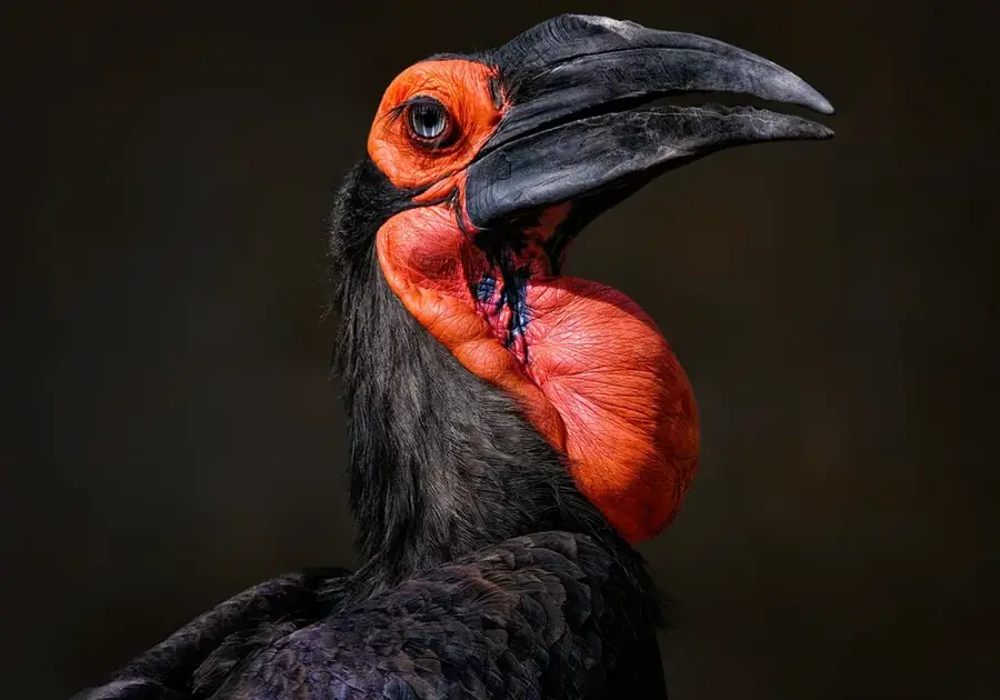 Wasan Hornbill Observation Point — Jerudong (Brunei)