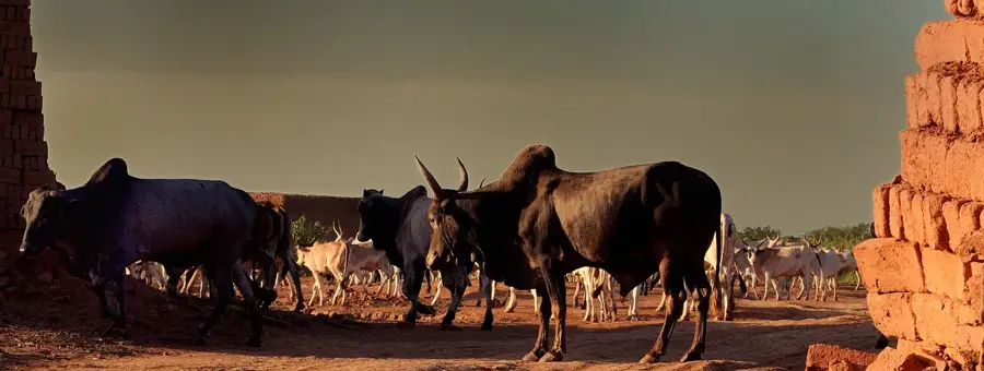 Wau-Wildtierzentrum — Jur (Südsudan)