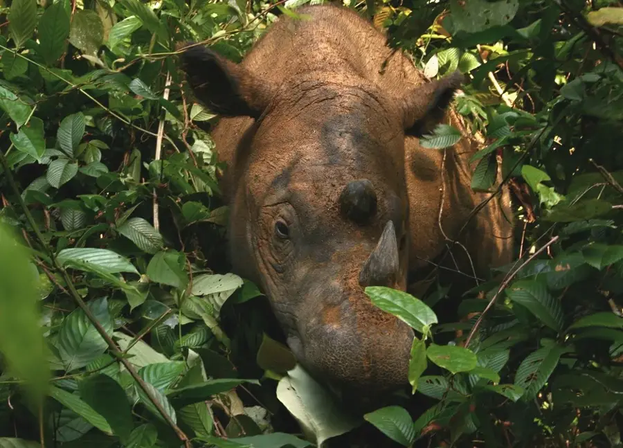 Way Kambas National Park — Ujung Kulon National Park (Indonesia)