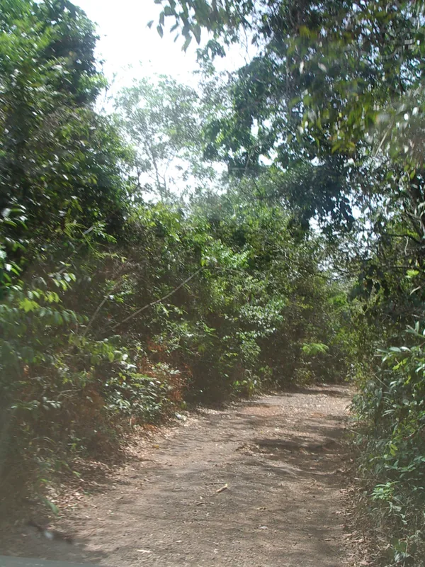 Western Area Forest Reserve — Tombo (Sierra Leone)