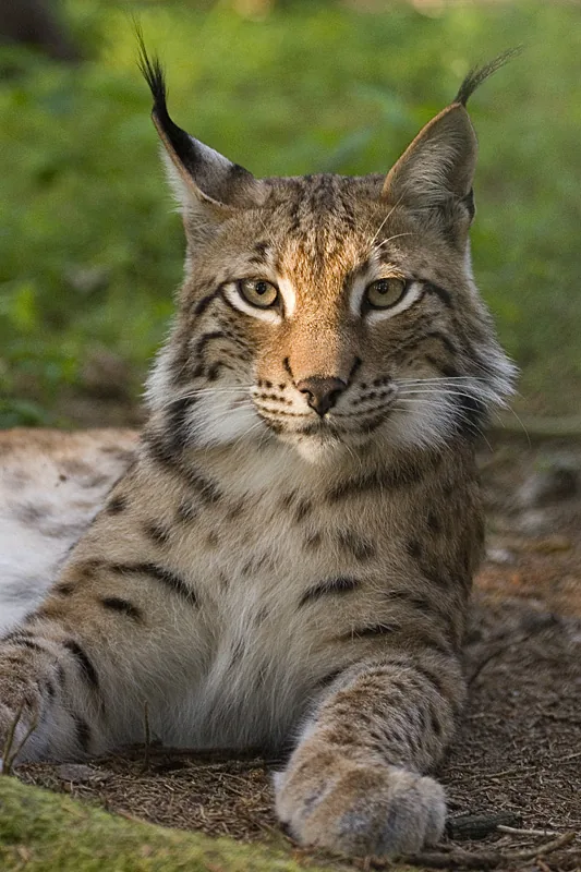 Râsul (Lynx) — Roman (România)