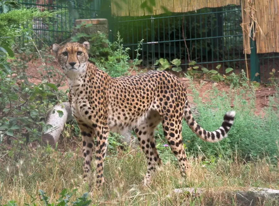Wildtierreservat DECAN