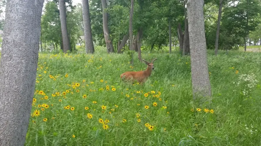 Woodlands