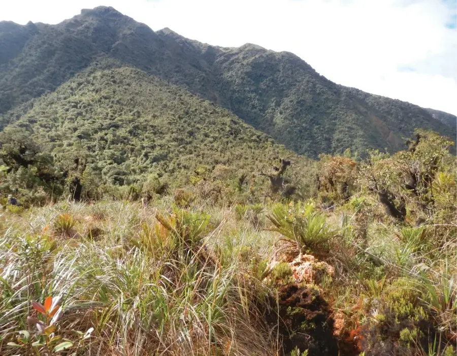 Nationalpark Yanachaga-Chemillén — Huancayo (Peru)
