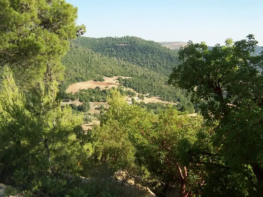 Yarmouk Forest Reserve — Irbid (Jordan)
