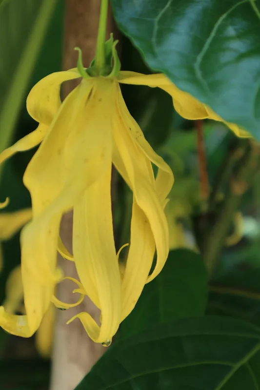 Ylang-Ylang Distillery of Ouani — Barakani (Comoros)