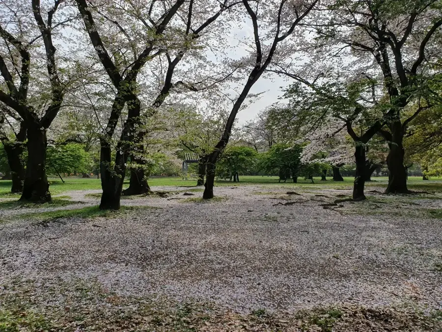 Parcul Yoyogi — Piața Exterioară Tsukiji (Japonia)