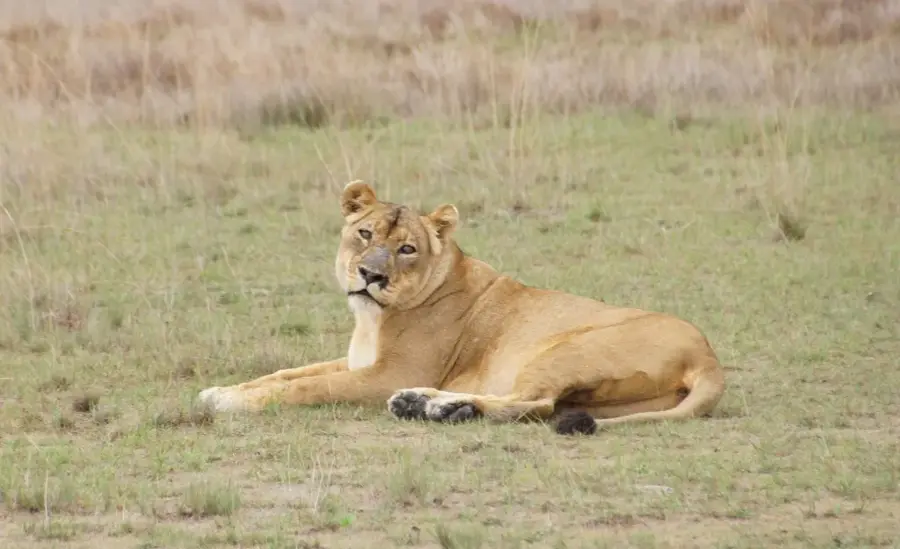 Liuwa Plain National Park — Bangweulusümpfe (Sambia)
