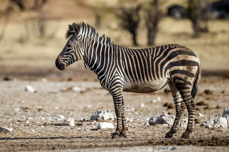 Zebra Mountains — Outjo (Namibia)