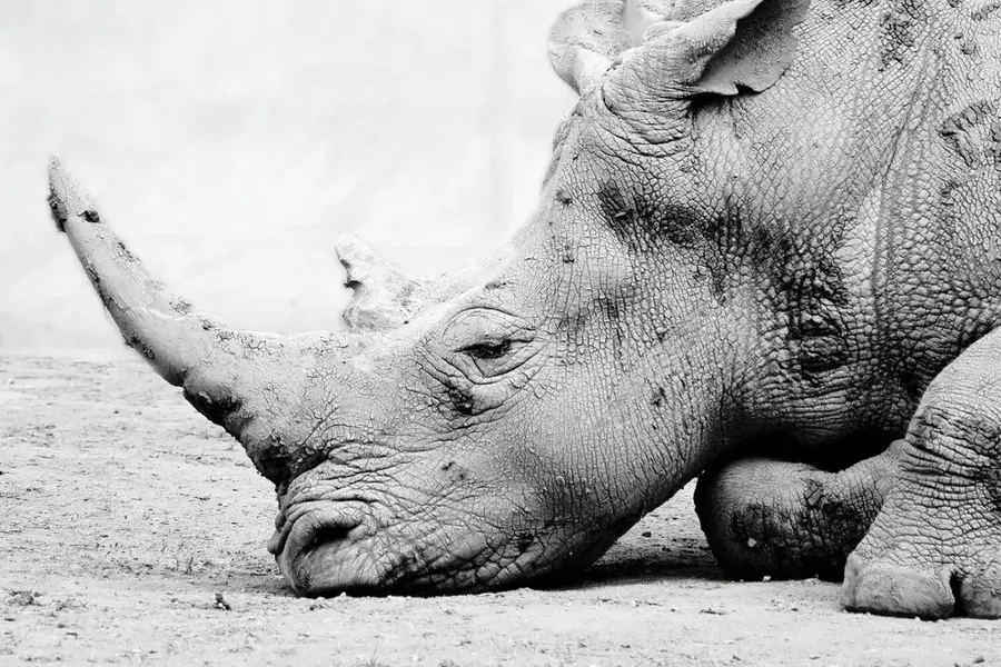 Ziwa Rhino Sanctuary — Groundnut Fields (Uganda)