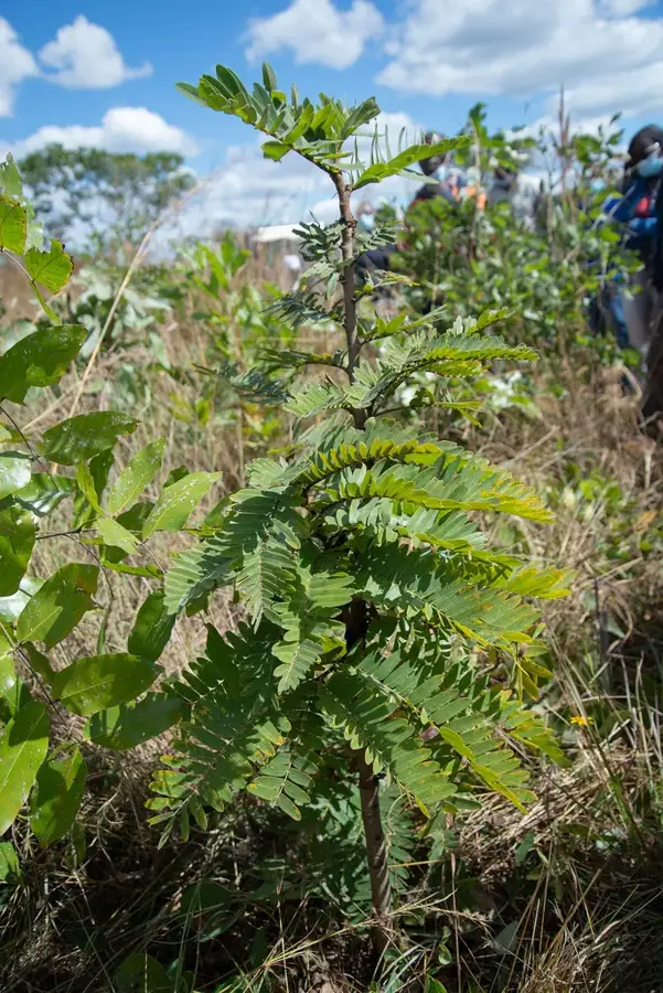 Mopani Kupfermine — Chingola (Sambia)