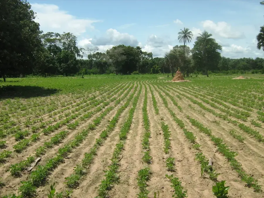 Erdnussbecken (Senegal)