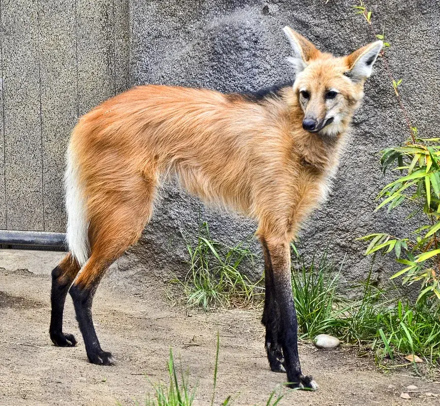 Noel Kempff Mercado Zoo — Uturuncu (Bolivia)