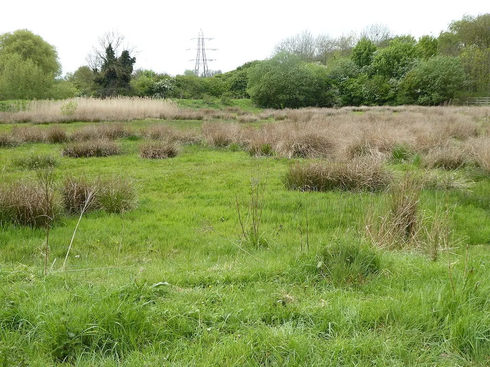 Abington Meadows Nature Reserve