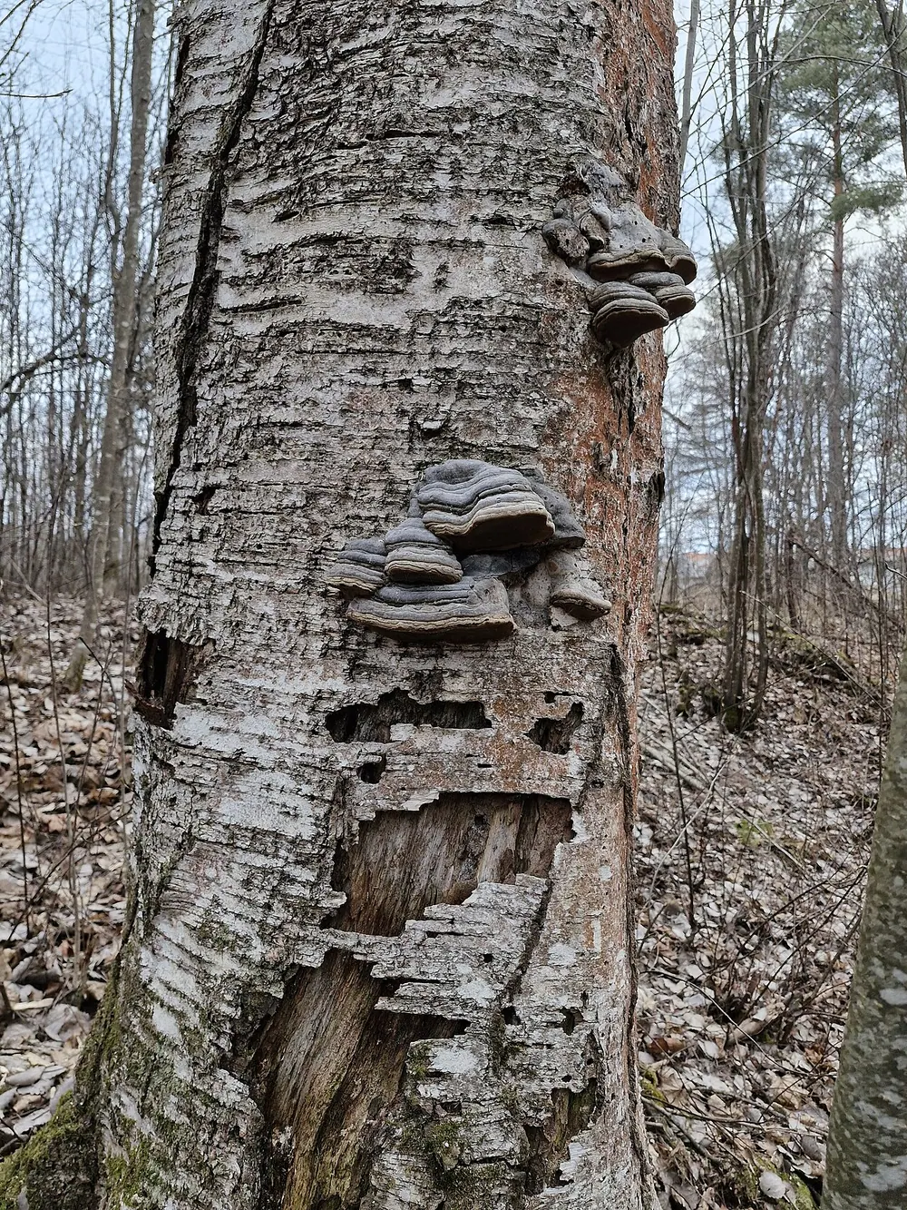 Åkersöns naturreservat