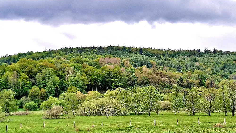 Alte Weide bei Neudorf
