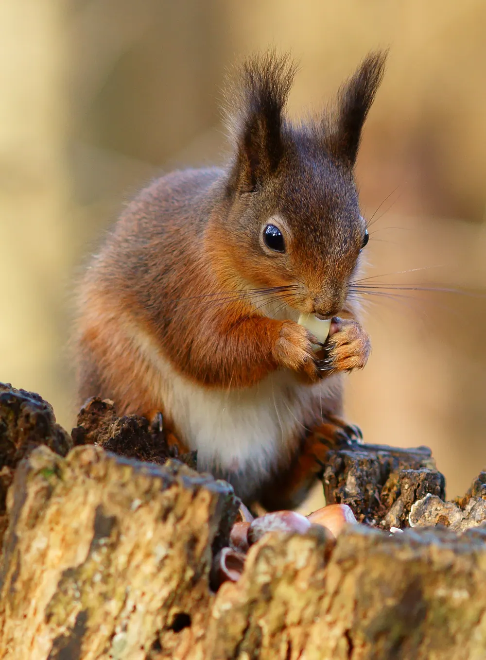 Alverstone Mead Nature Reserve