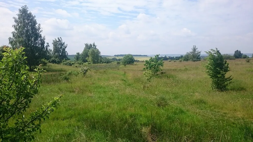 Am Rümpfwald