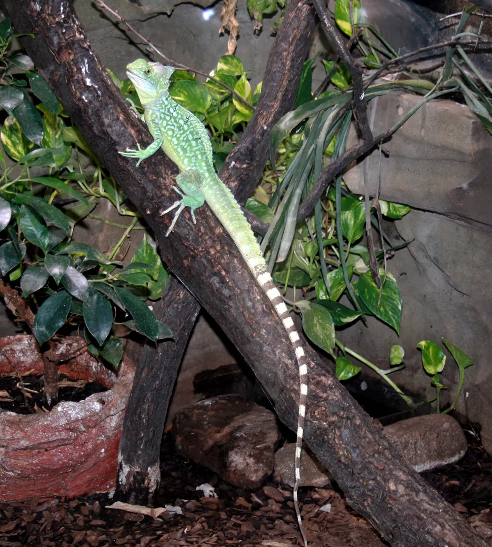 Reptilia