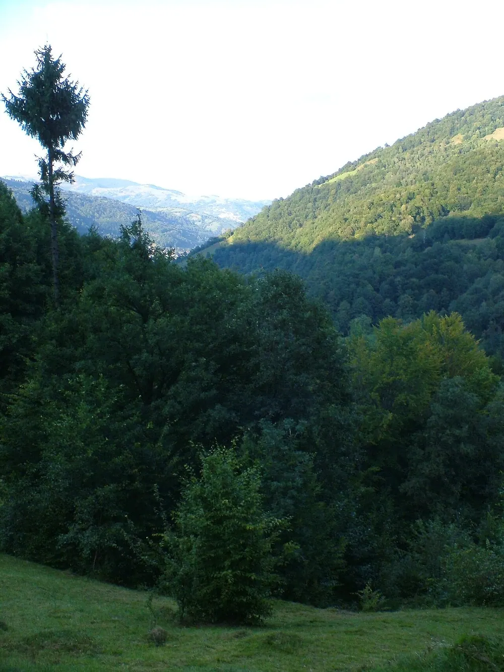 Lisovii zakaznik zagal'noderzhavnogo znachennia <<Dibrova>>